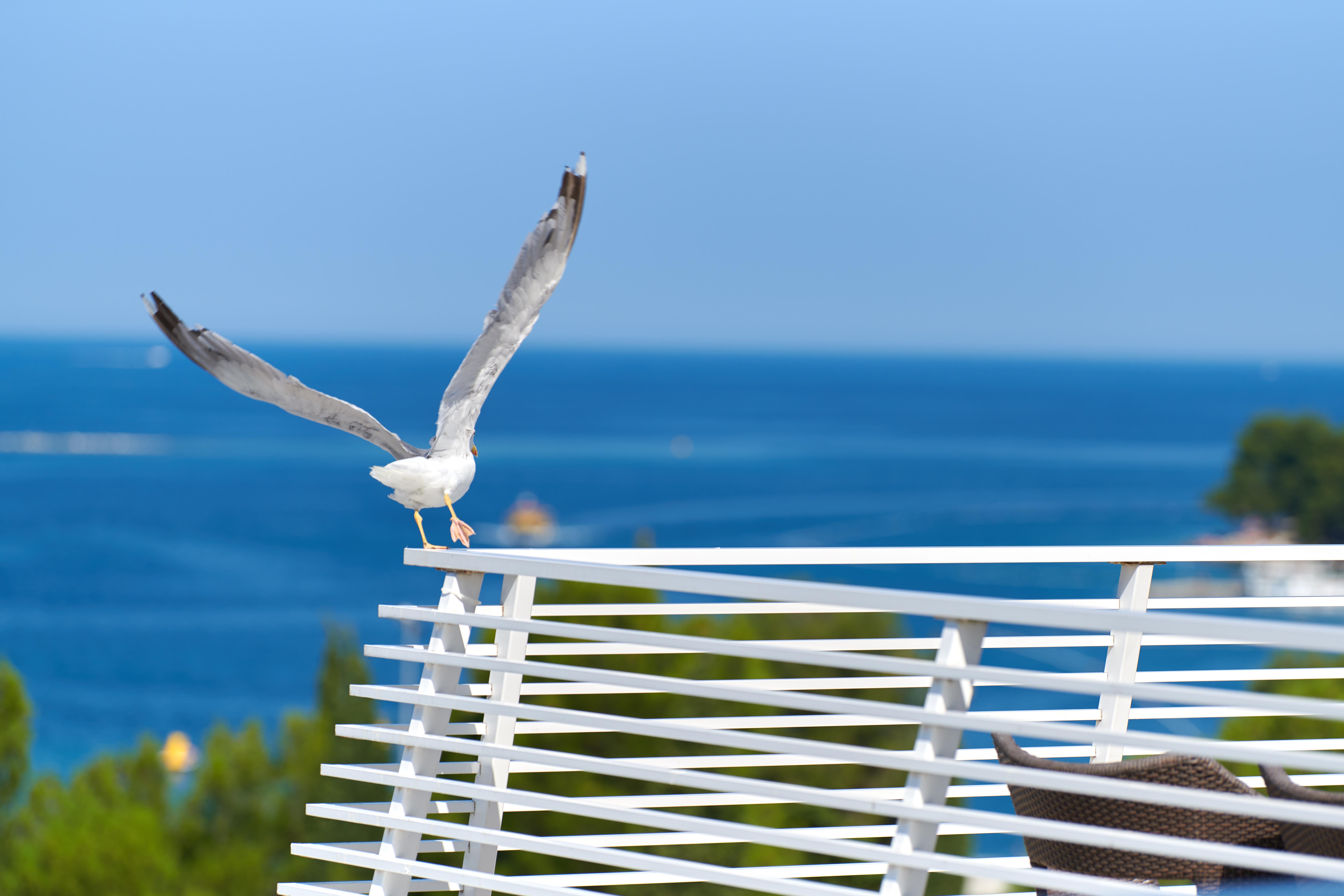Hotel Albatros Plava Laguna Porec